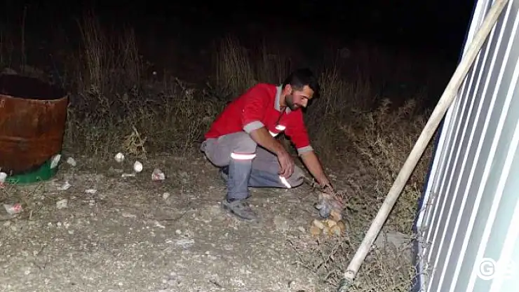 İşyerine Gelen Tilkileri Hergün Besliyor