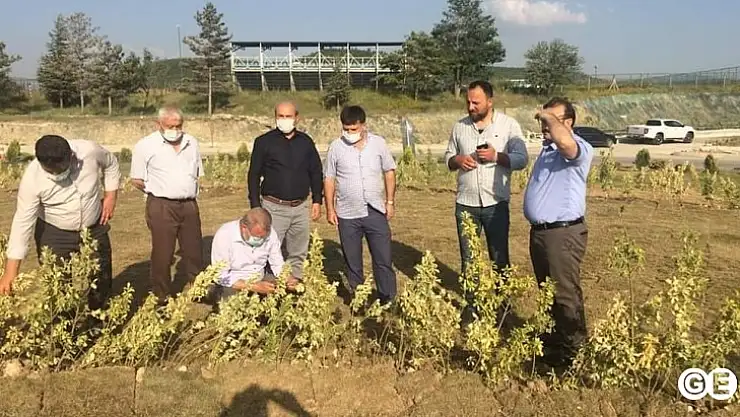 Milletvekili Tan Emet Kavşağı Peyzaj Çalışmalarını İnceledi