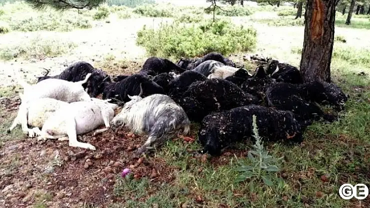 Yıldırım Düştü 21 Hayvan Telef Oldu