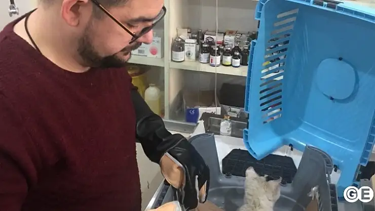 Zabıtadan 4 Sokak Hayvanı Dostumuza Tavşanlıda Özel Bakım